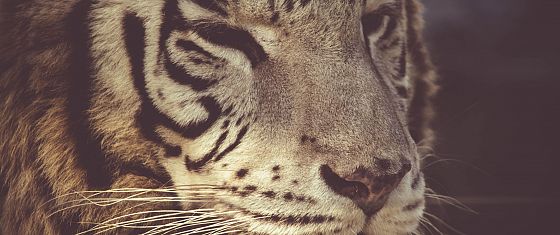 Biodiversità: con il calo del 73% delle popolazioni selvatiche la prossima Cop 17 non può far finta di nulla