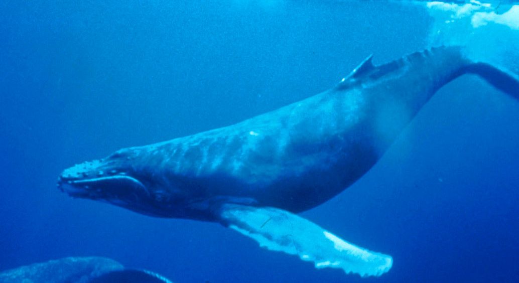 Il mare di plastica: nylon e microfibre i rifiuti più presenti