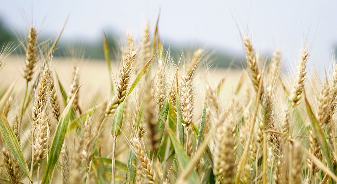 Mais, grano, riso e soia occupano circa il 50% delle terre coltivate nel mondo
