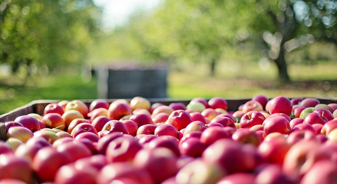 Il mondo è fuori strada su molti SDGs relativi all’agricoltura e all’alimentazione