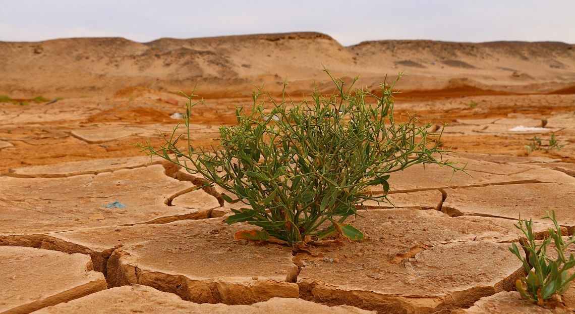 Feps: gli impegni nazionali sul clima devono essere resi più stringenti