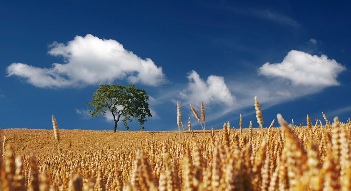 La crescita annua del commercio di materie prime alimentari rallenta all'1,3%