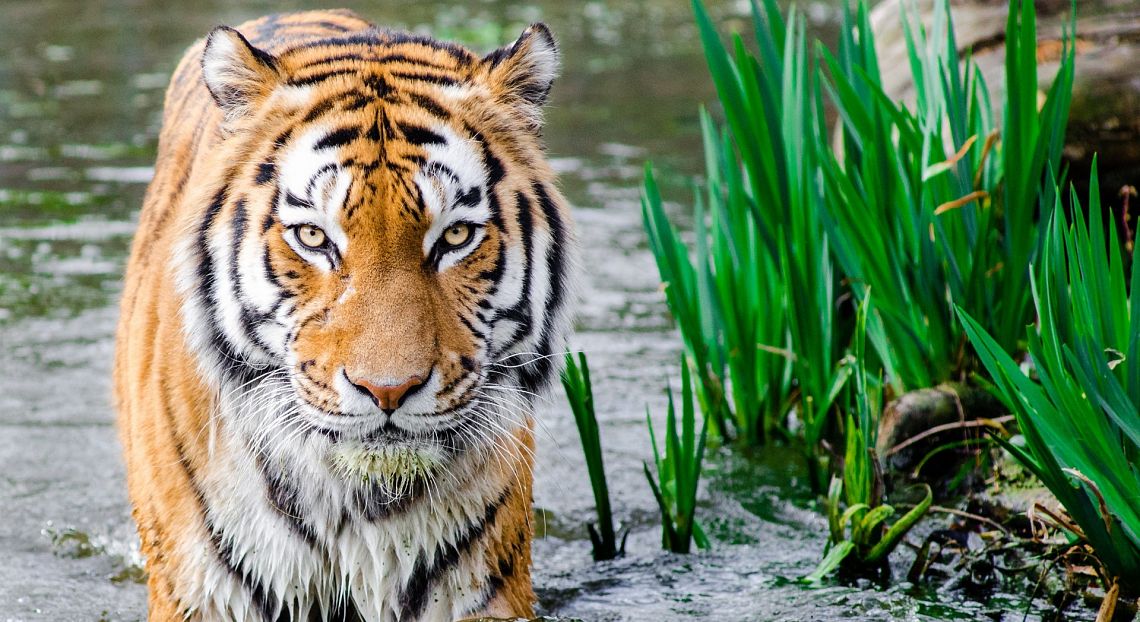 Ipbes: un milione di specie a rischio estinzione