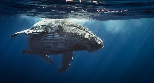 Balene, bocciata ancora una volta la nuova riserva protetta per i giganti del mare