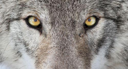 Commercio illecito di fauna selvatica e prodotti forestali: serve uniformità 