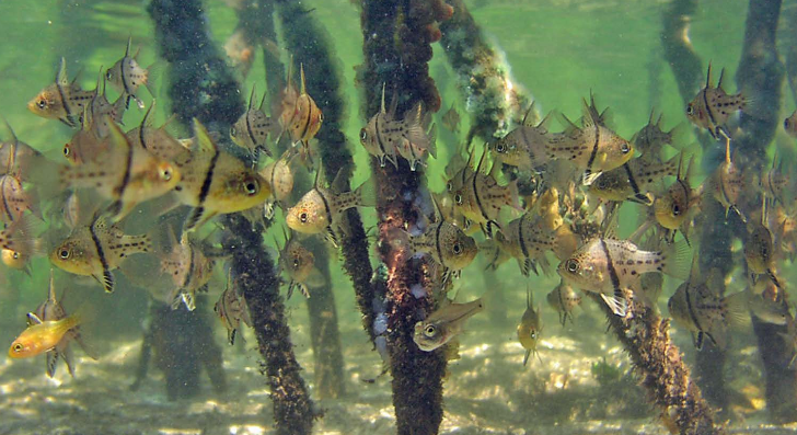 Giornata mondiale degli oceani: microplastiche e sbiancamento minacciano gli ecosistemi