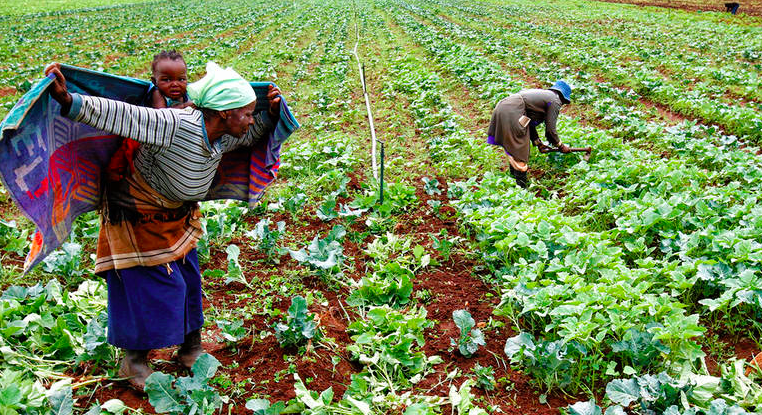 Fao: il futuro dei Paesi in via di sviluppo dipende dalle campagne