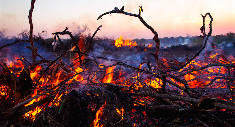 Aumenta la deforestazione: l’industria della carne divora l’Amazzonia