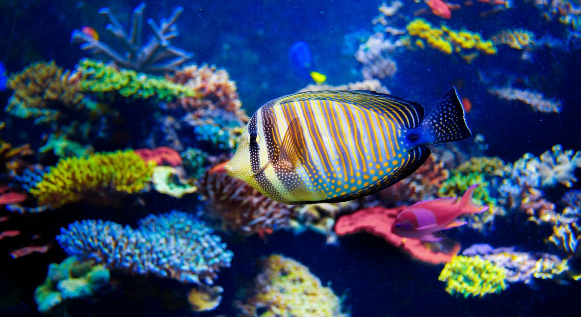 Per salvare la barriera corallina si sperimentano alternative biotecnologiche