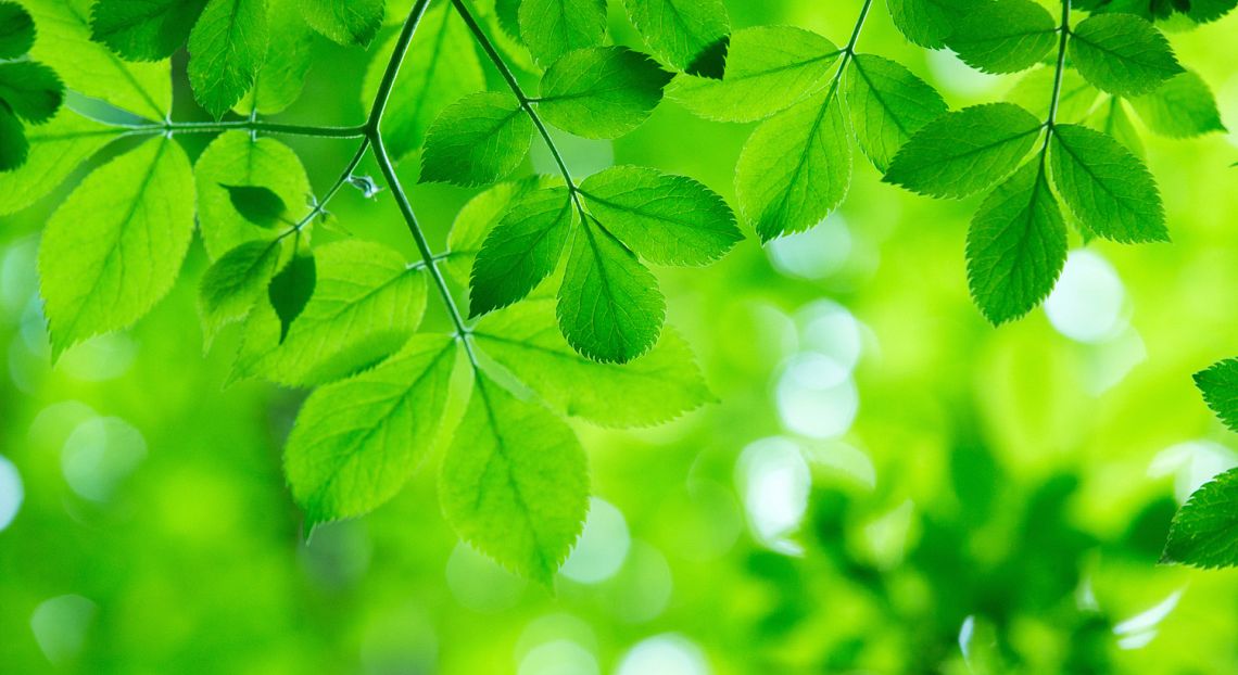 Raddoppiare fondi all'ambiente, dimezzare deforestazione: la linea Wwf in Ue
