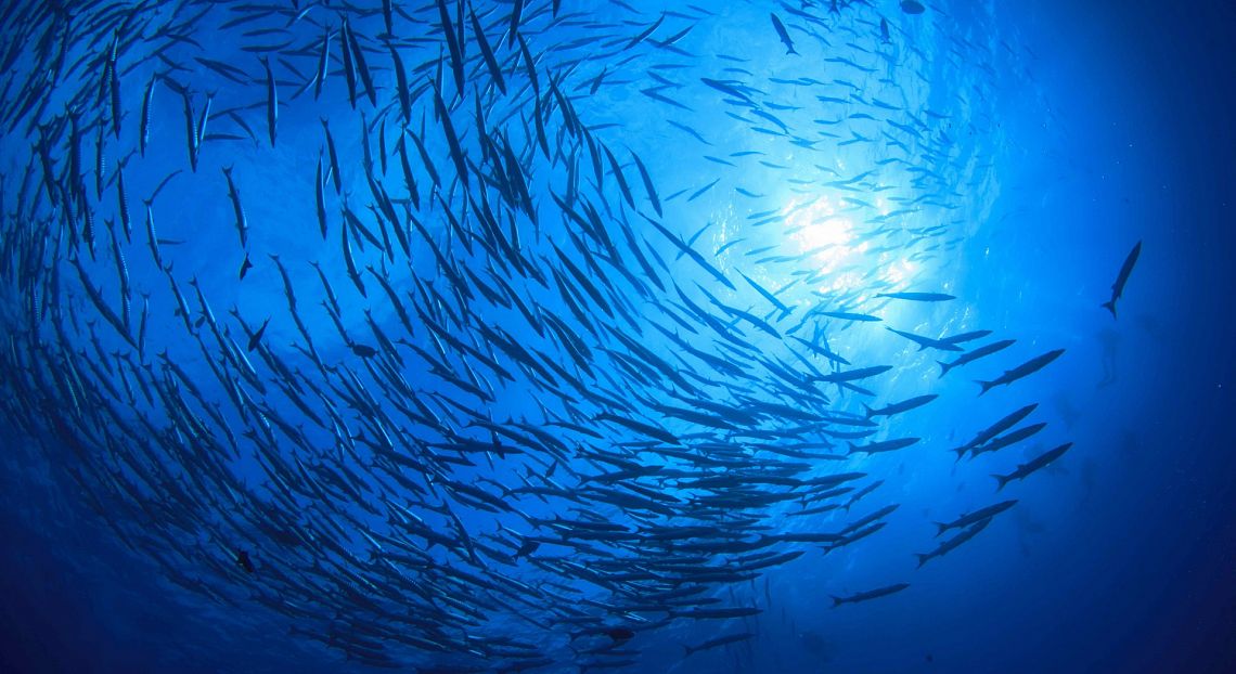 Contro mercato illegale pesca, da Tokyo meeting su trasparenza e sostenibilità