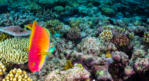 Great Barrier Reef Report: barriera corallina in crisi, bisogna agire ora