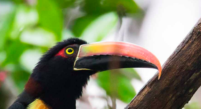 Wwf: è necessario un accordo globale per la tutela della biodiversità