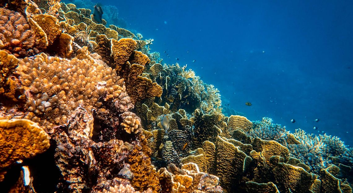 Barriere coralline: in 25 anni a rischio fino al 90%, addio entro il 2100