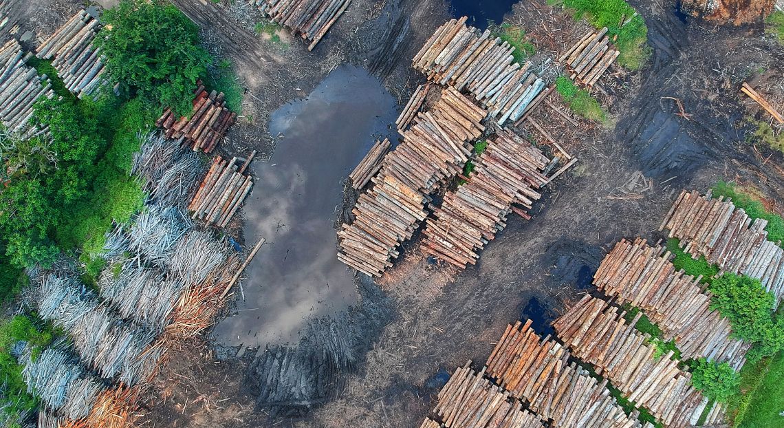 Rapporto Fao: rallenta la deforestazione ma non in Africa e Sudamerica