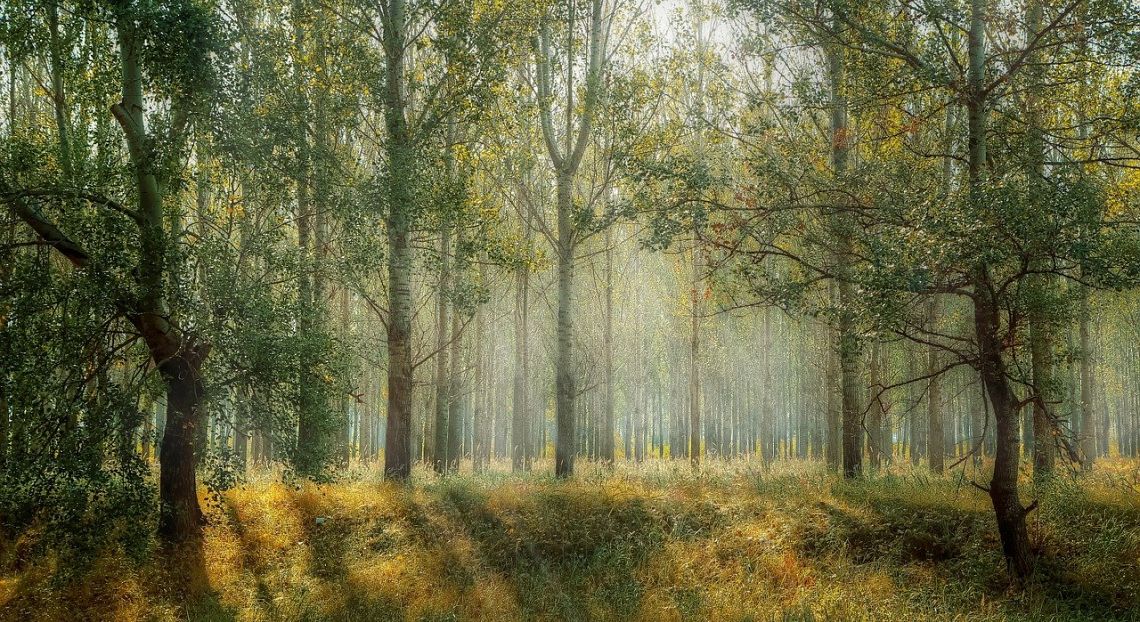 Dalla gestione sostenibile delle foreste un aiuto consistente contro la povertà