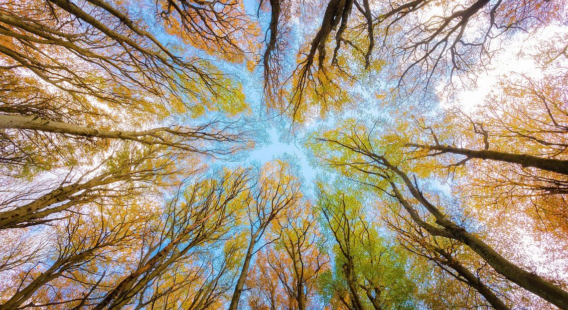 FOCUS. Il futuro della biodiversità, dall’antropocentrismo all’ecocentrismo