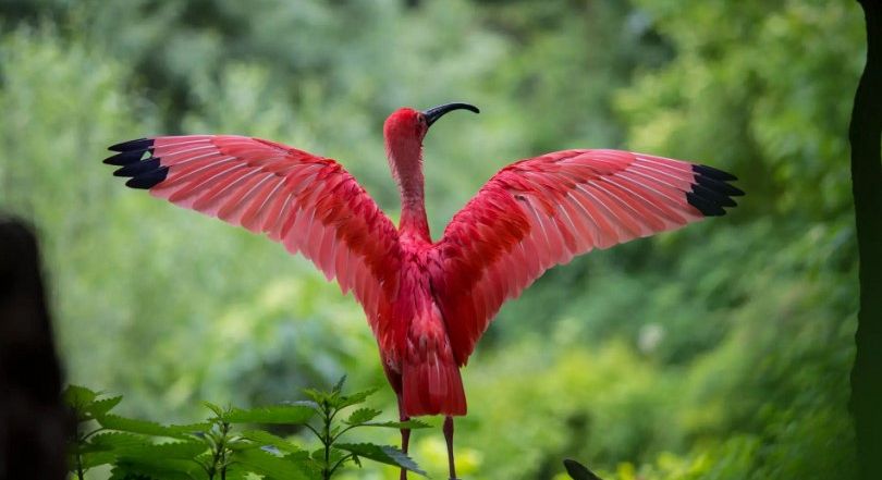 FOCUS. Per proteggere la biodiversità bisogna agire sui fattori che la mettono a rischio