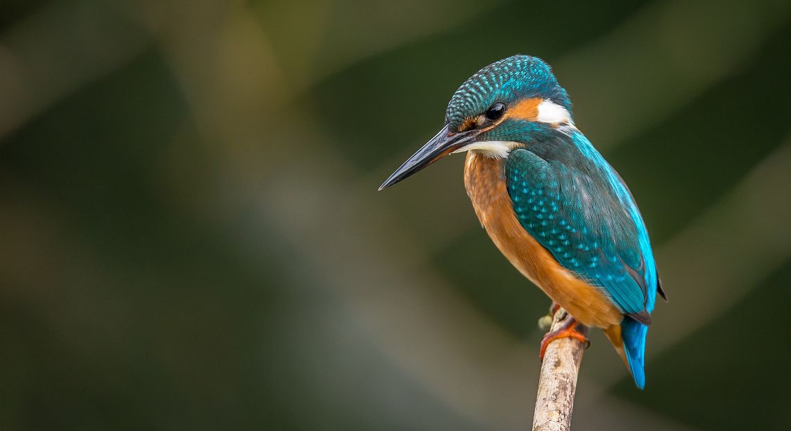 FOCUS.Biomimetica: l’imitazione della natura ha il potenziale per risolvere le sfide del futuro