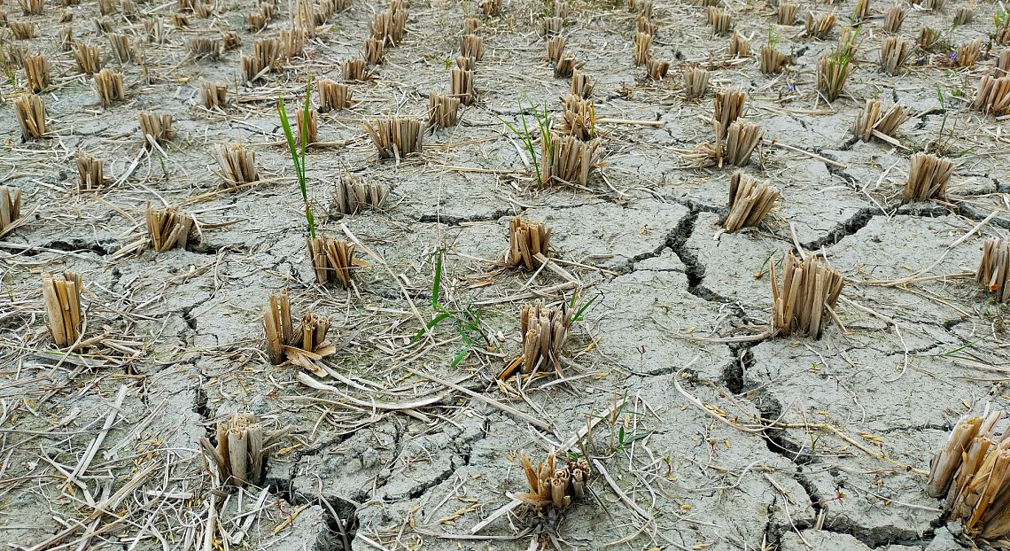 Fao: il degrado del suolo riduce i raccolti e minaccia la sicurezza alimentare