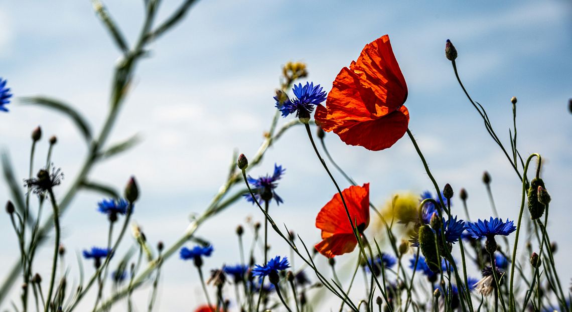 Nature Restoration Law: ecco come restaurare la biodiversità in Italia