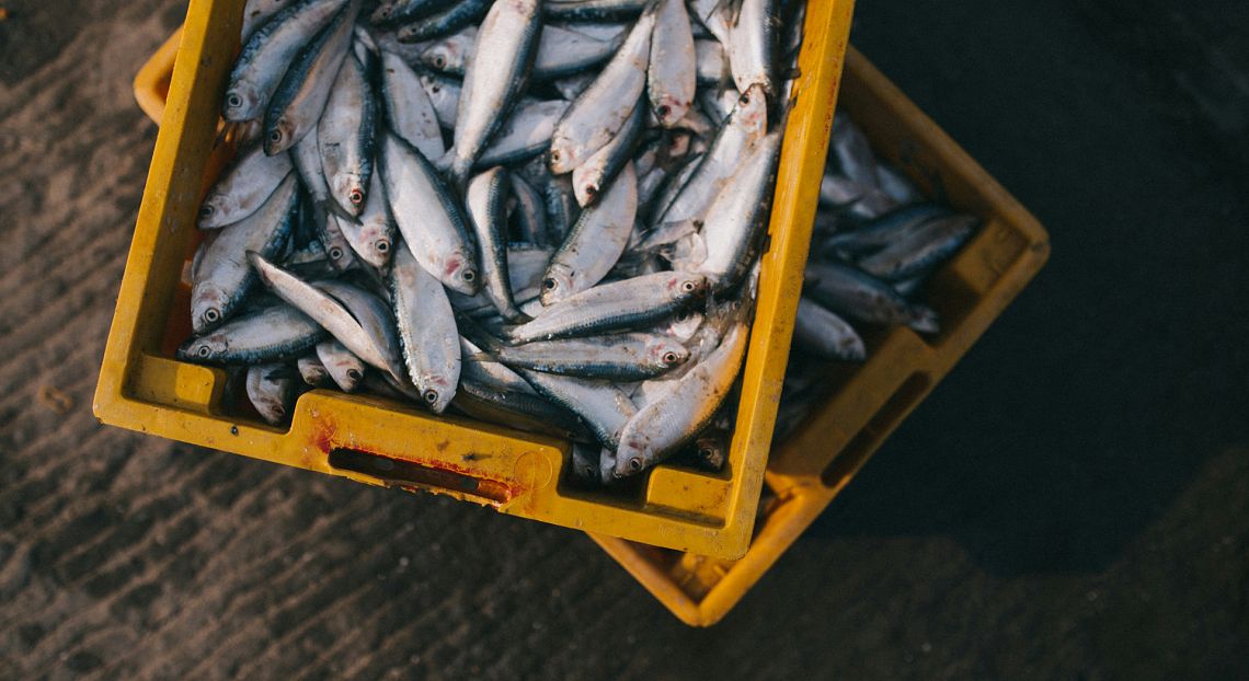 Menù a base di pesce? Meglio se con specie “climate winners” nel piatto