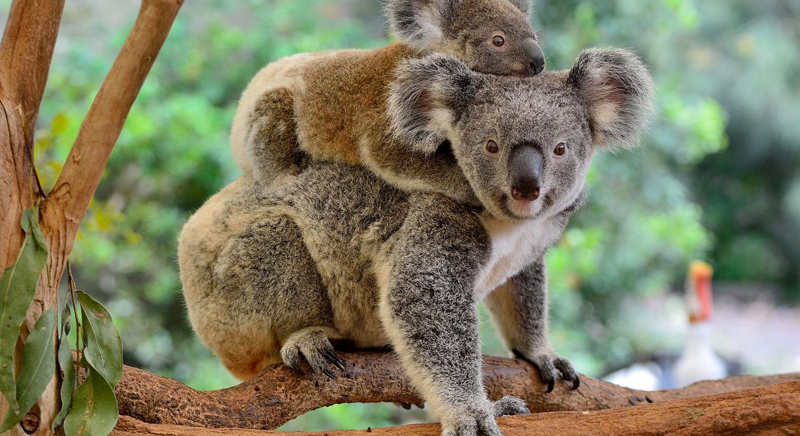 Biodiversità: un milione di specie a rischio estinzione, modificato il 75% delle terre emerse