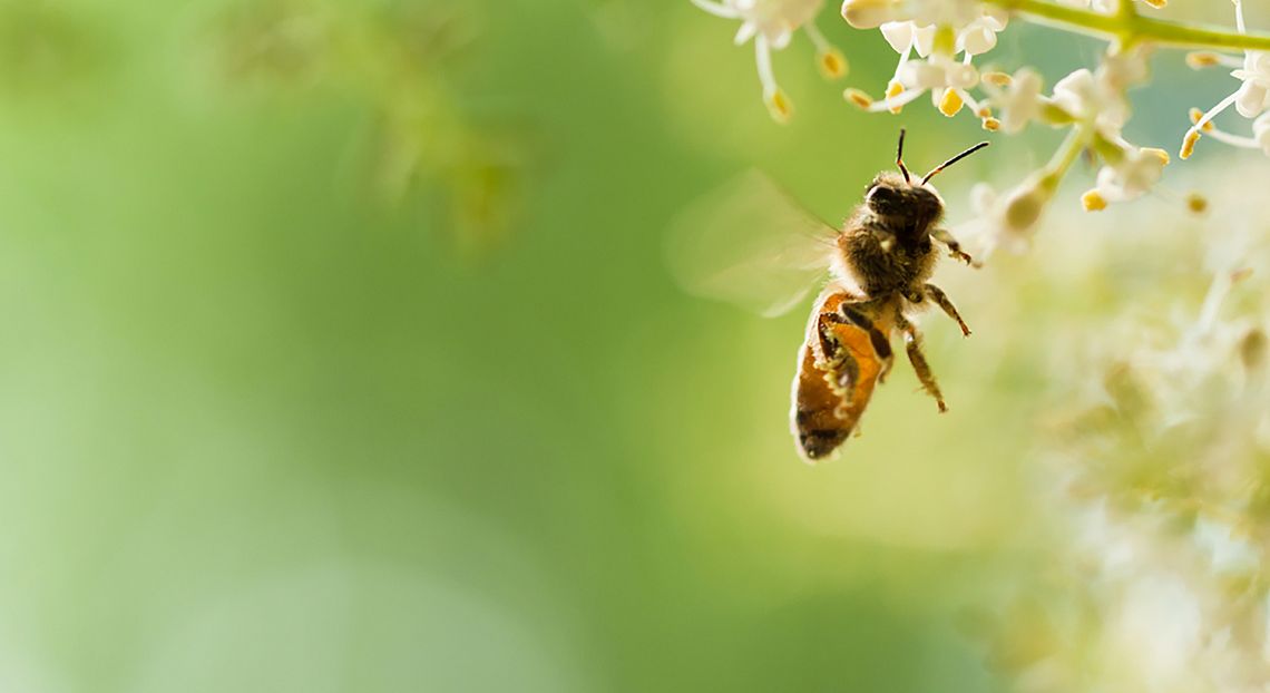 Living planet report: in 50 anni persi i due terzi della fauna selvatica mondiale